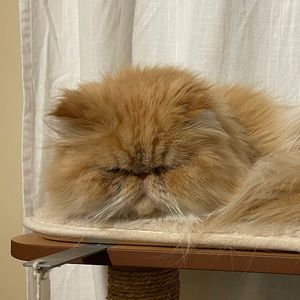 Meet your Posher, Jin sun